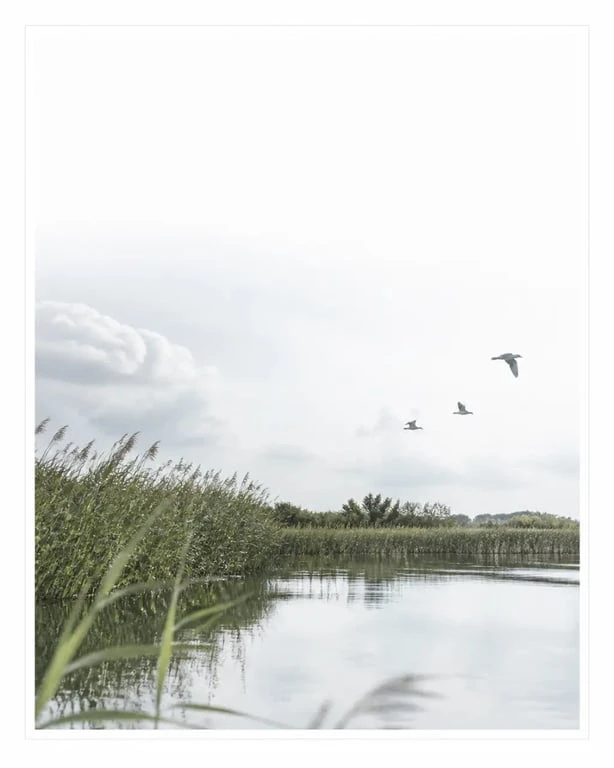 Les Marais du Vigueirat en Camargue, paysage naturel protégé avec roselières et oiseaux