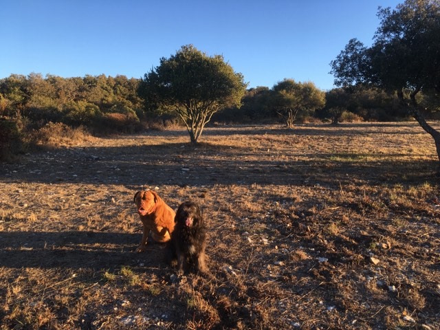 Deux chiens dans une clairière du bois des Espeisses, à Nîmes, en août 2018.