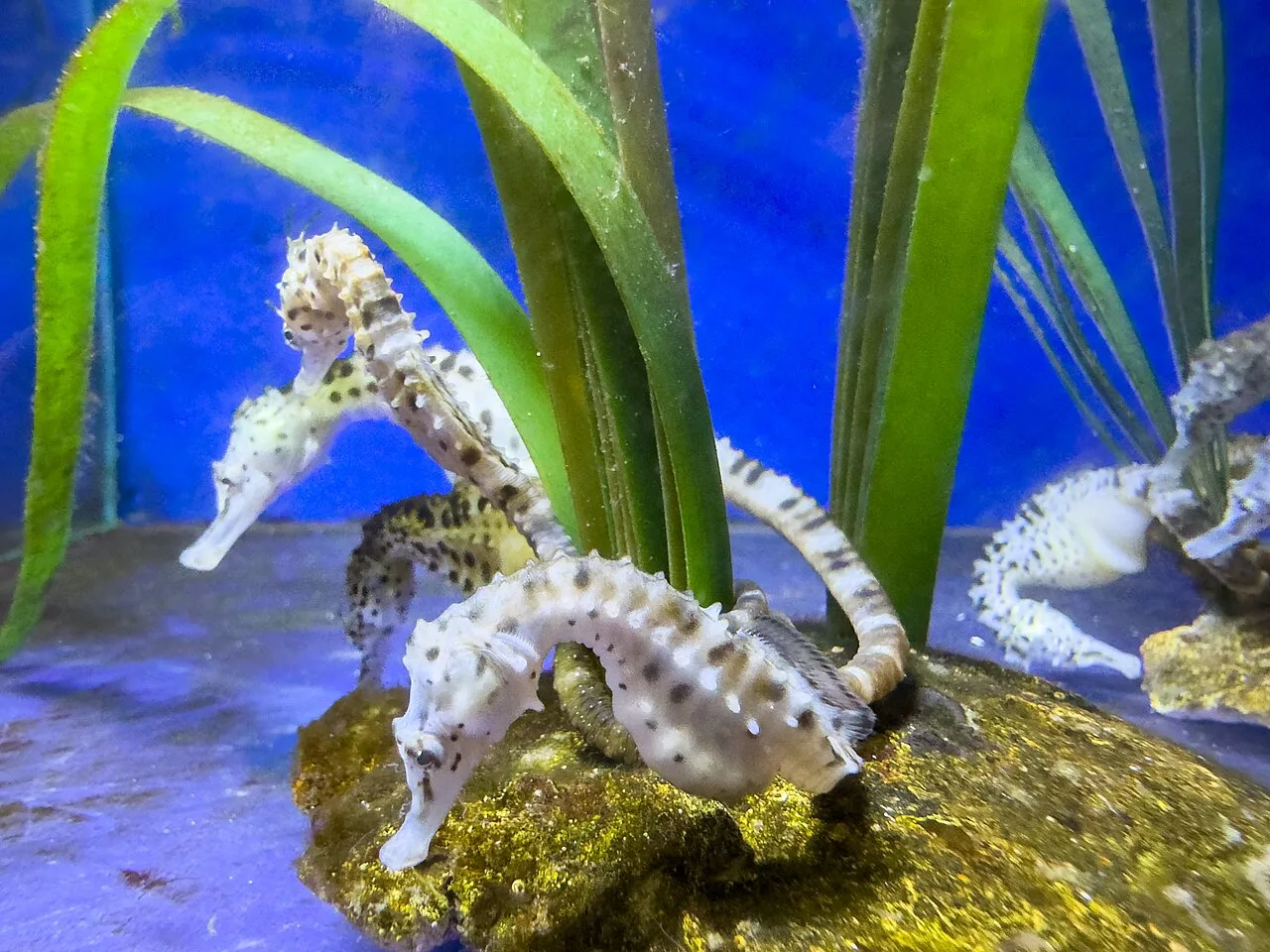 Hippocampes dans un bassin du Seaquarium du Grau-du-Roi